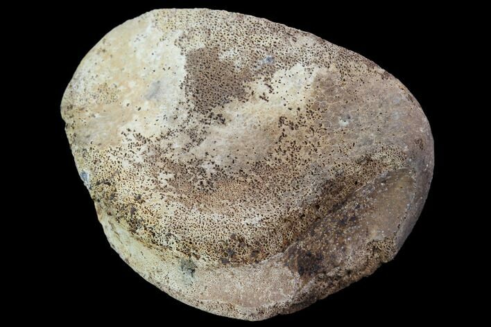 Hadrosaur Foot Bone - Alberta (Disposition #-) #100517